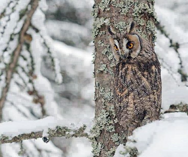 owl in the snow